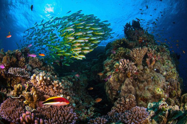 Large parts of Barrier Reef dead in 20 years – scientists