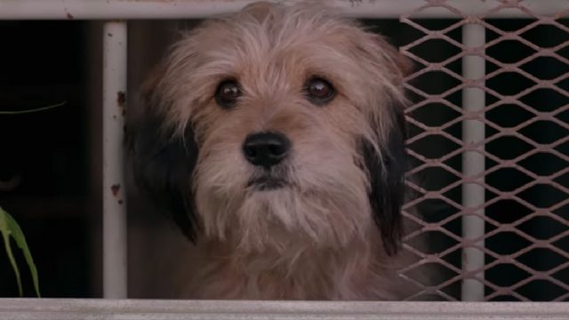 WATCH: A scruffy doggo fights bad guys in the new ‘Benji’ trailer