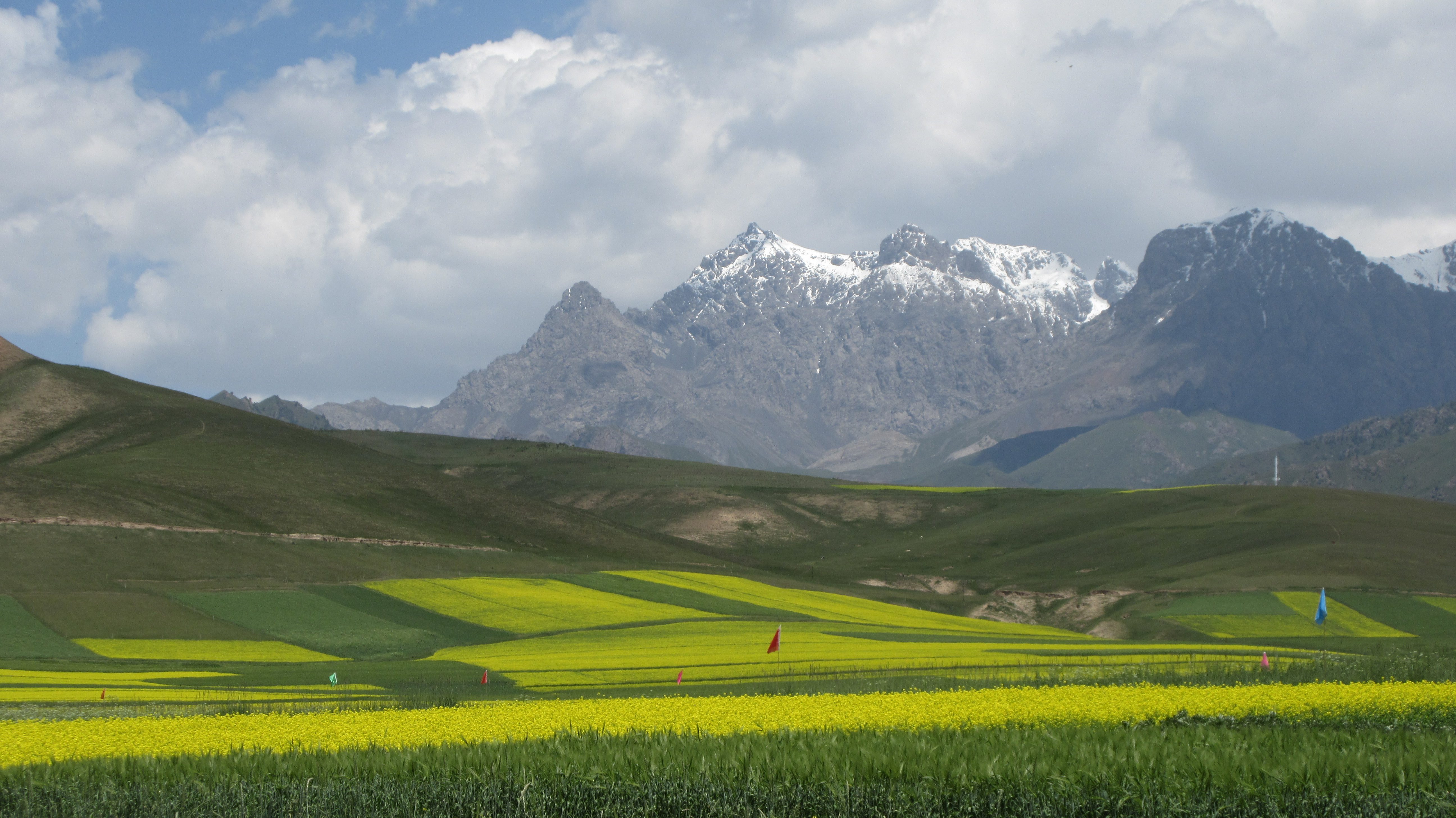 YELLOW, GREEN AND WHITE. Zhuo'er Shan is popular with locals, it comes as no surprise because of the yellow rape flowers, verdant rolling hills and snow-capped peaks. 