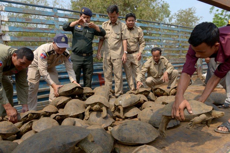 Cambodia rescues smuggled tortoises, pythons