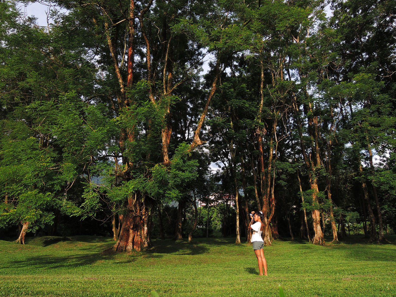 Among the trees in Taiping Lake Garden in Malaysia  