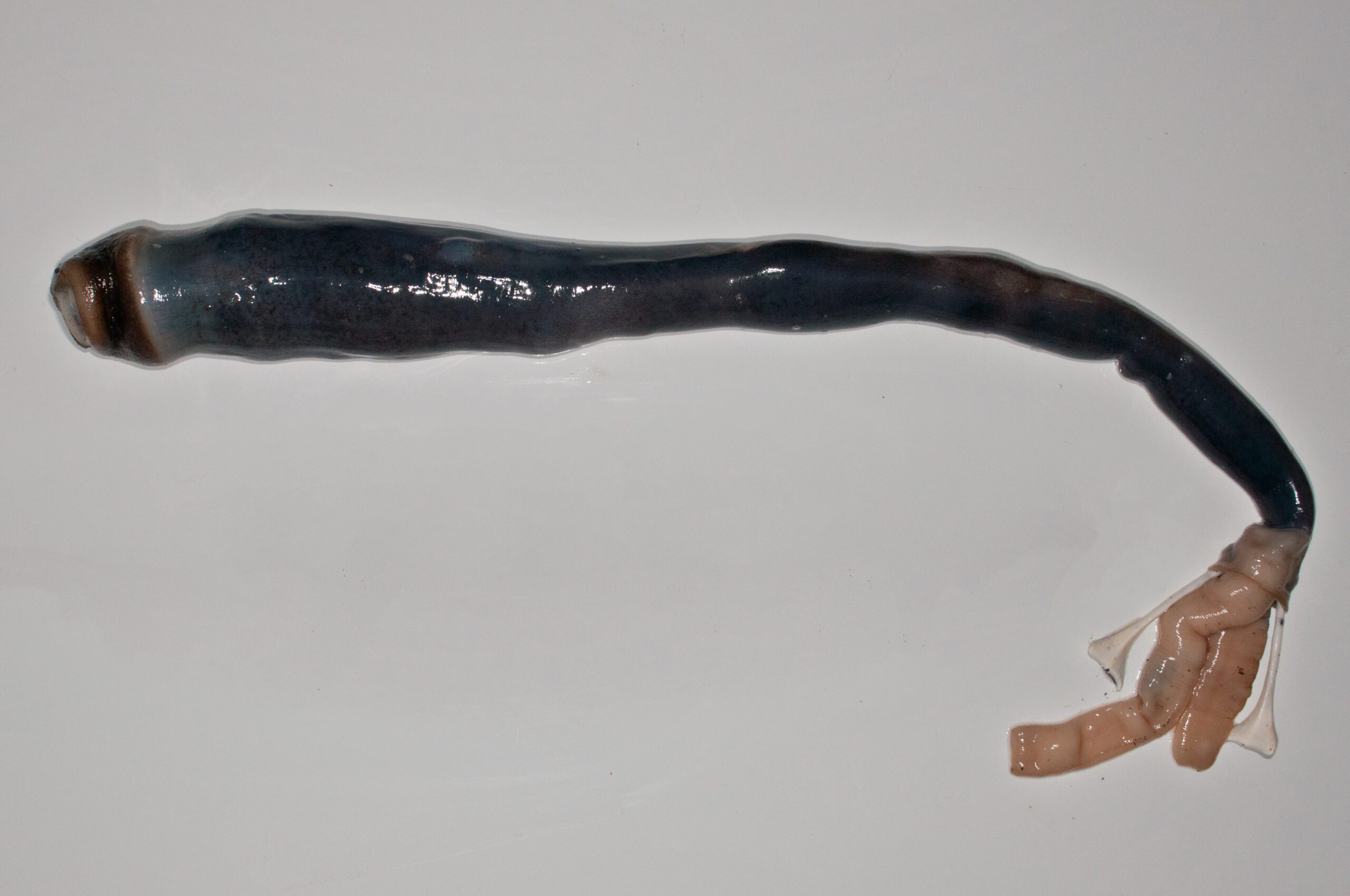 Elusive giant shipworm, oceanic ‘unicorn,’ finally discovered