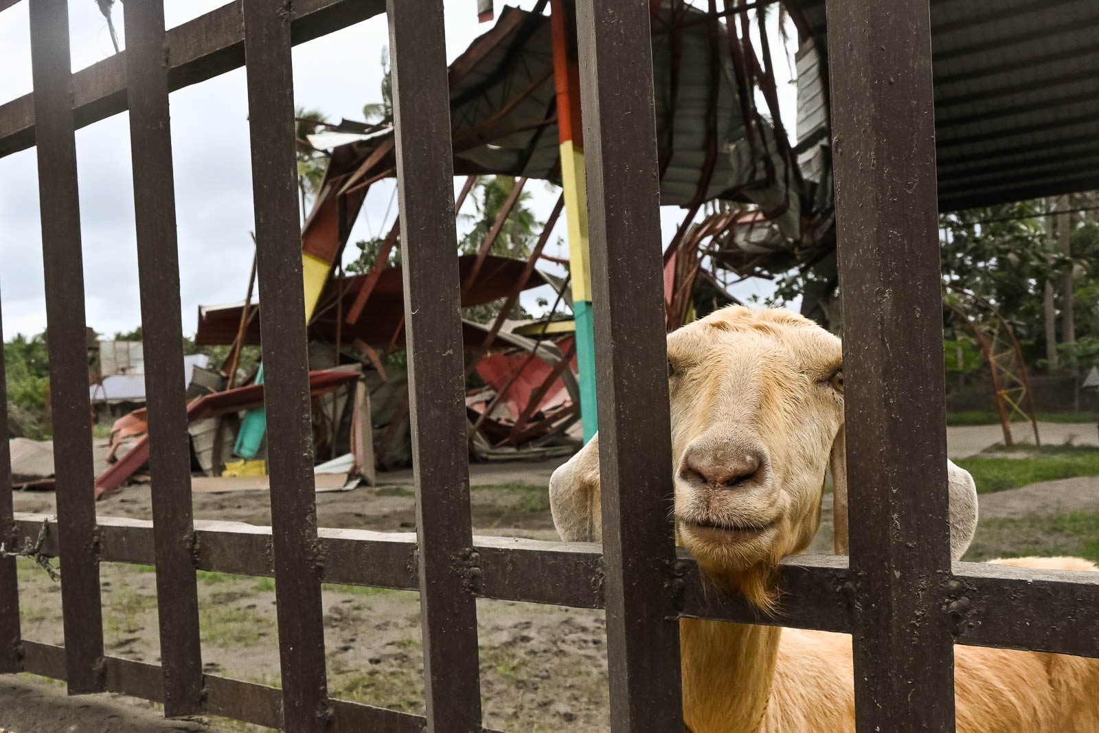 LEFT BEHIND. A goat peers through a fence behind a collapsed covered court in Barangay Bangin, Agoncillo, Batangas. 