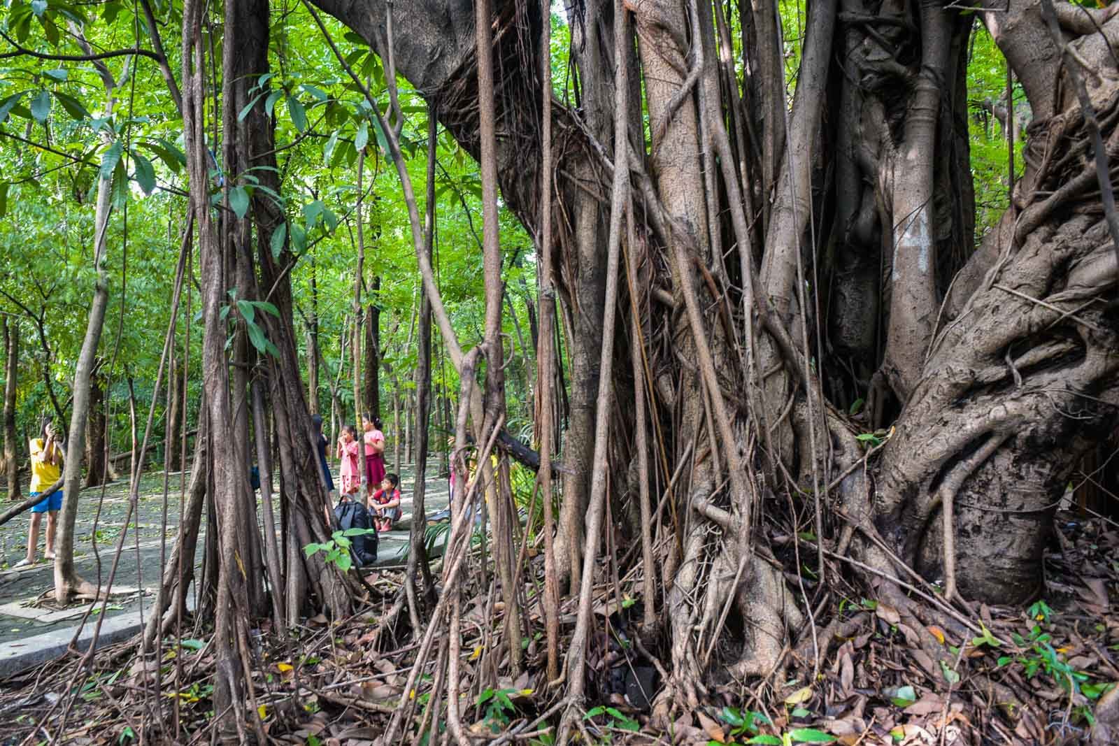 IN PHOTOS: An afternoon stroll inside Arroceros Forest Park