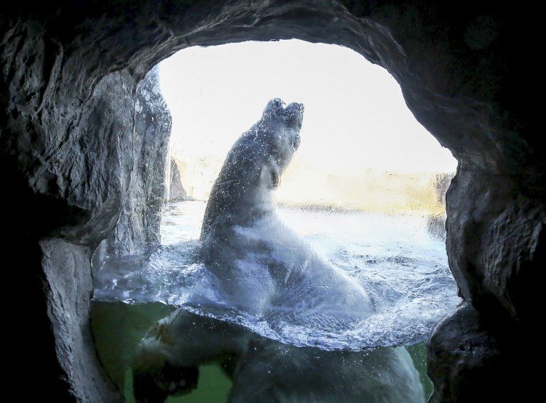 SWIMMING UNDER MINUS DEGREES. Polar bear Bill swims in the pond of his enclosure of the zoo in Gelsenkirchen, Germany, on February 5, 2018. Photo by Roland Weihrauch/DPA/AFP  