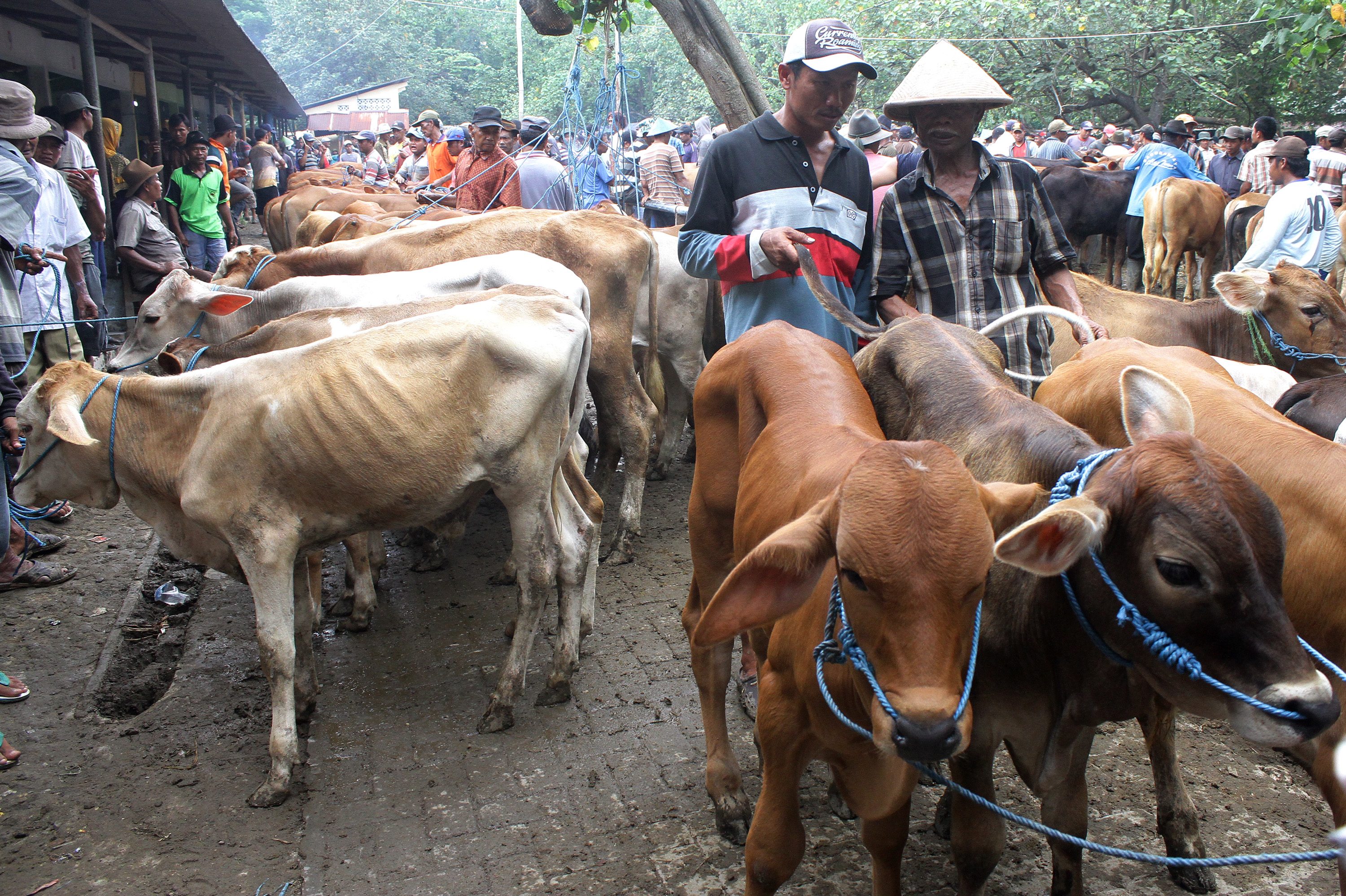 Peternak sapi di Pasar Hewan Legi, Ngawi, Jawa Timur mengeluhkan kurangnya persediaan sapi siap potong di pasaran pasca Hari Raya Iduladha sehingga mereka harus mendatangkan sapi dari luar daerah untuk memenuhi permintaan. Foto oleh Ari Bowo Sucipto/Antara 