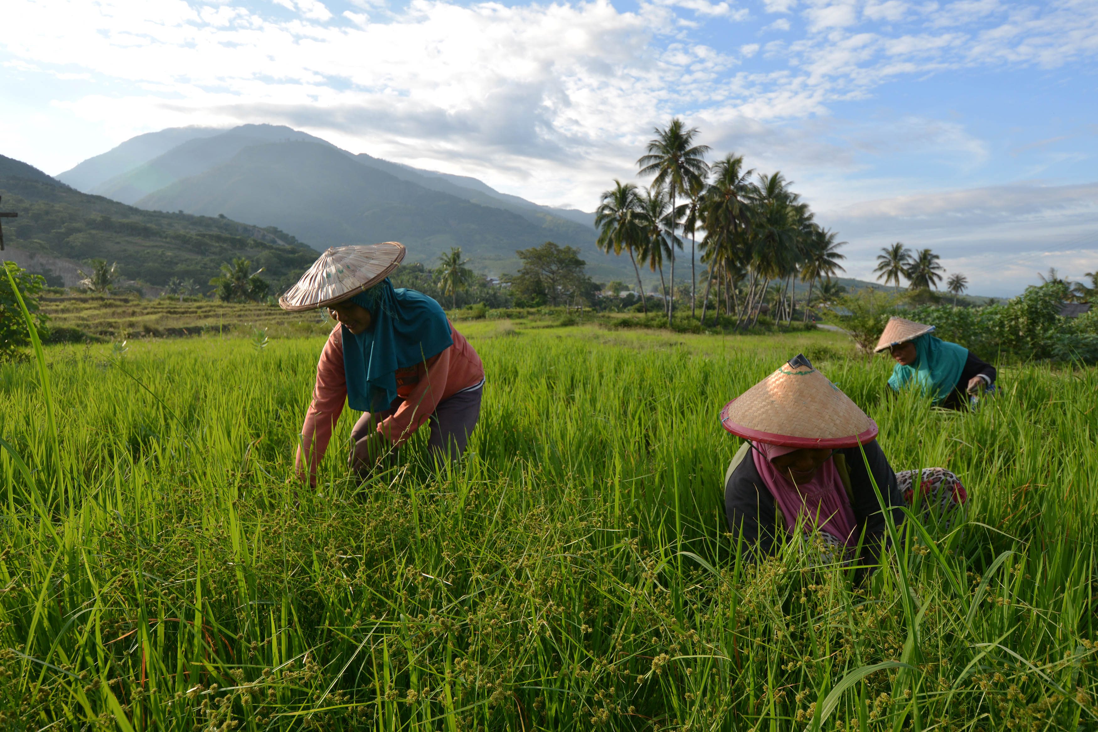 Sejumlah petani di Desa Porame, Sigi, Sulawesi Tengah, akan mengalami perubahan jadwal tanam pascapanen yang diperkirakan pada Desember mendatang. Foto oleh /Basri Marzuki/Antara 