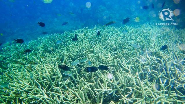 CORALS AND FISH. Coron has snorkeling sites thriving with marine life 