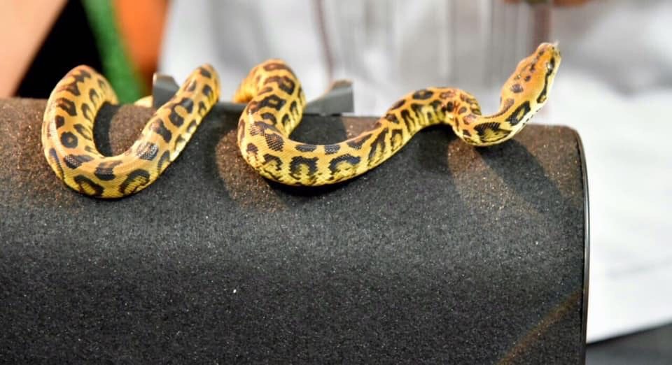 LOOK: Python seized at NAIA