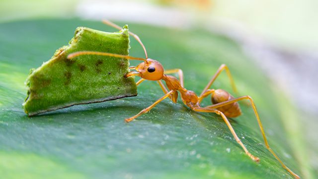 Construction without coordination: How ants build megaprojects