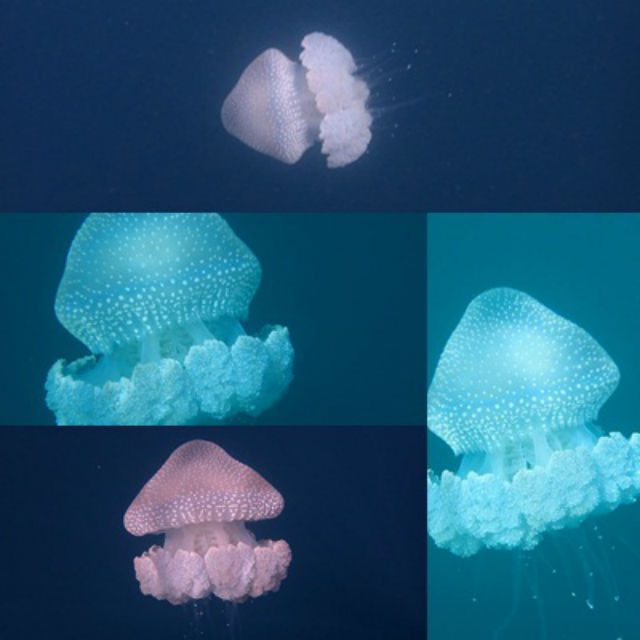 MOTHER JELLYFISH. The only jellyfish we saw during our November visit in the island. Photos by Eleazar Cuela, Ginny Riobuya, and Joann Estiller 