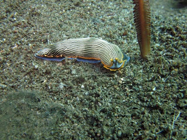 The wild, colorful world of sea slugs