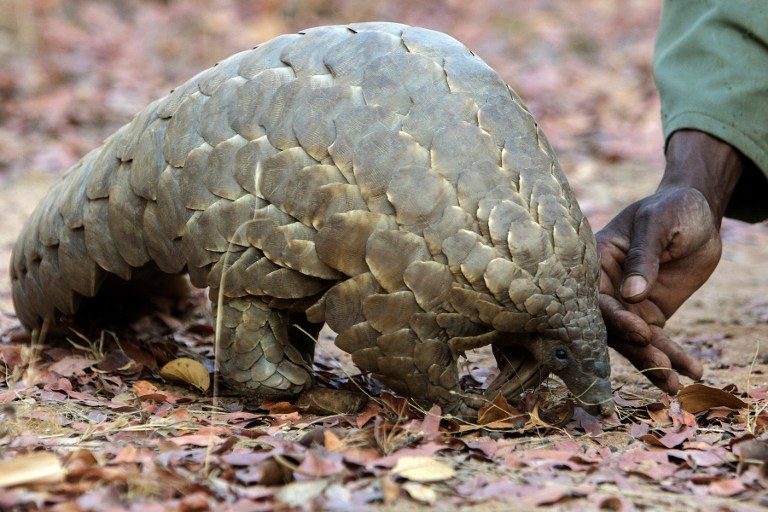 Pangolin traffickers opening up new routes – study