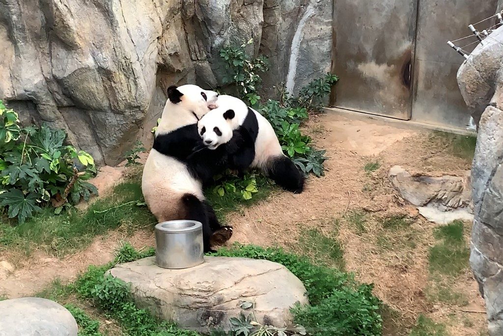 Pandas use lockdown privacy to mate after a decade of trying