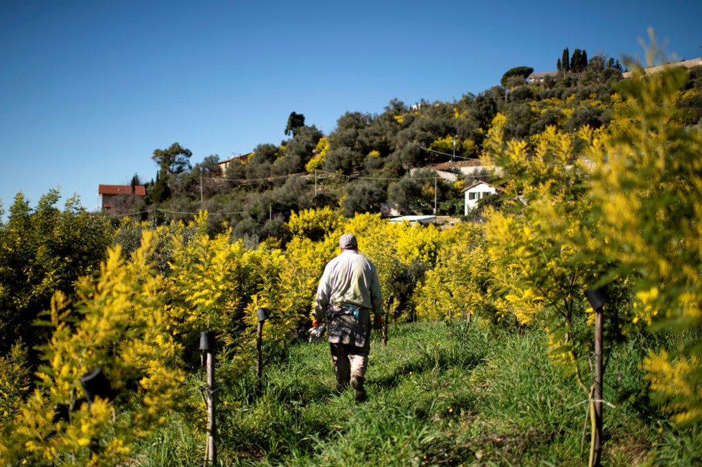 Crops rot as Italian farmers hit by virus, drought