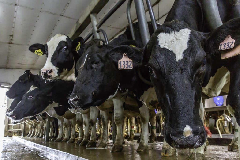 Cheap beef and wasted milk: U.S. agriculture struggles with virus