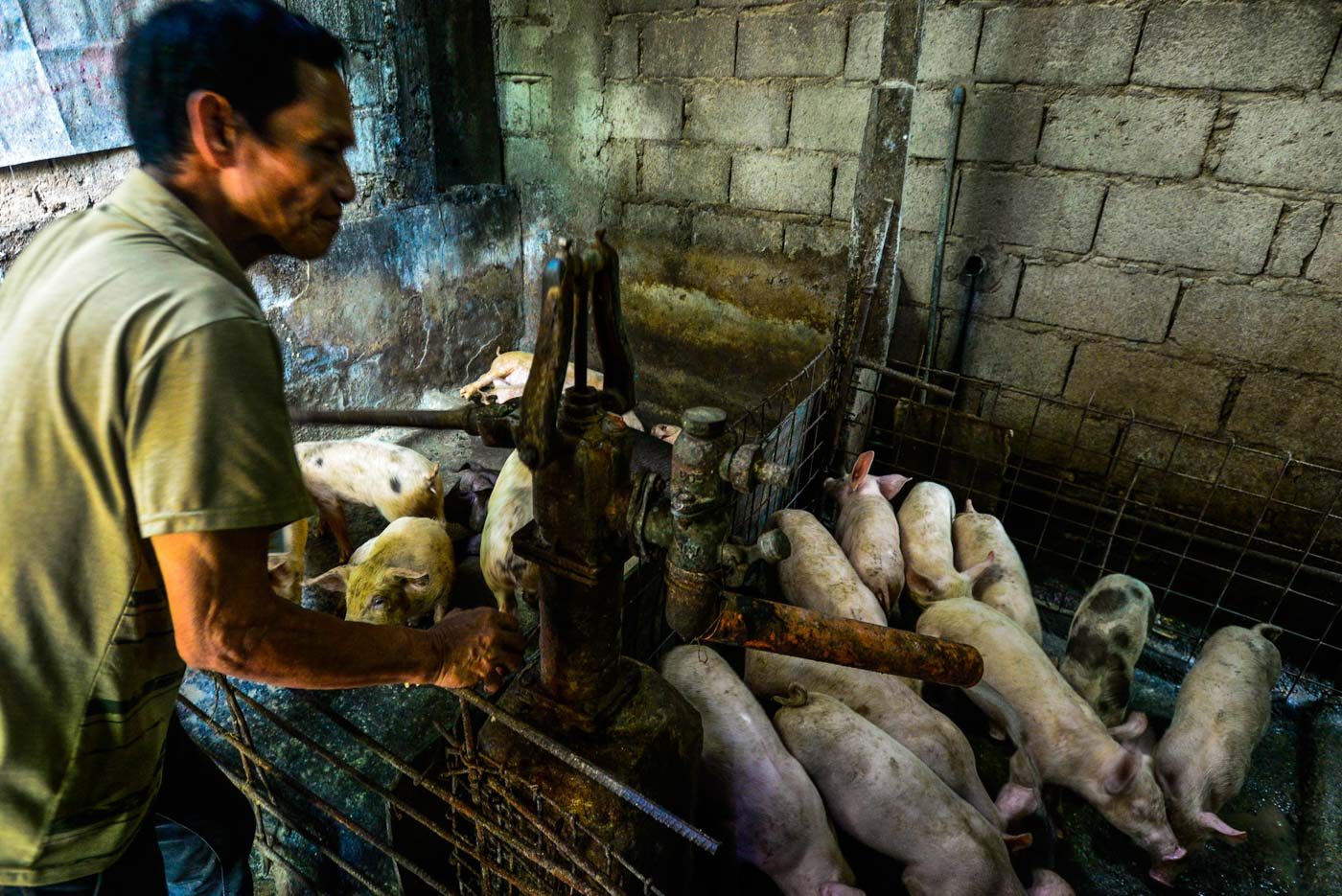 DA confirms hogs in 2 Quezon City barangays positive for African swine fever
