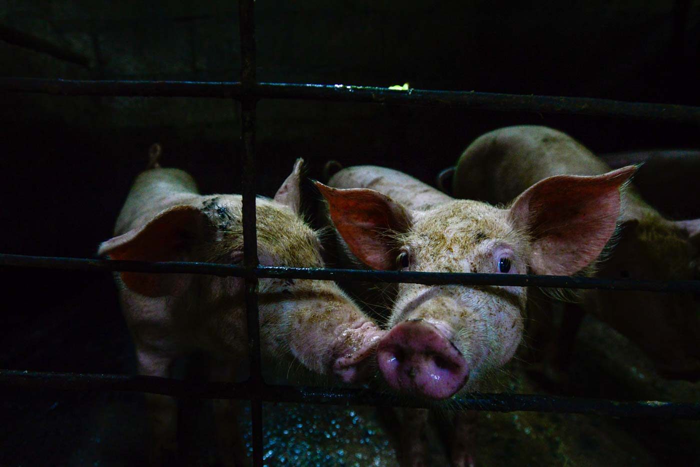 African swine fever now in Philippines