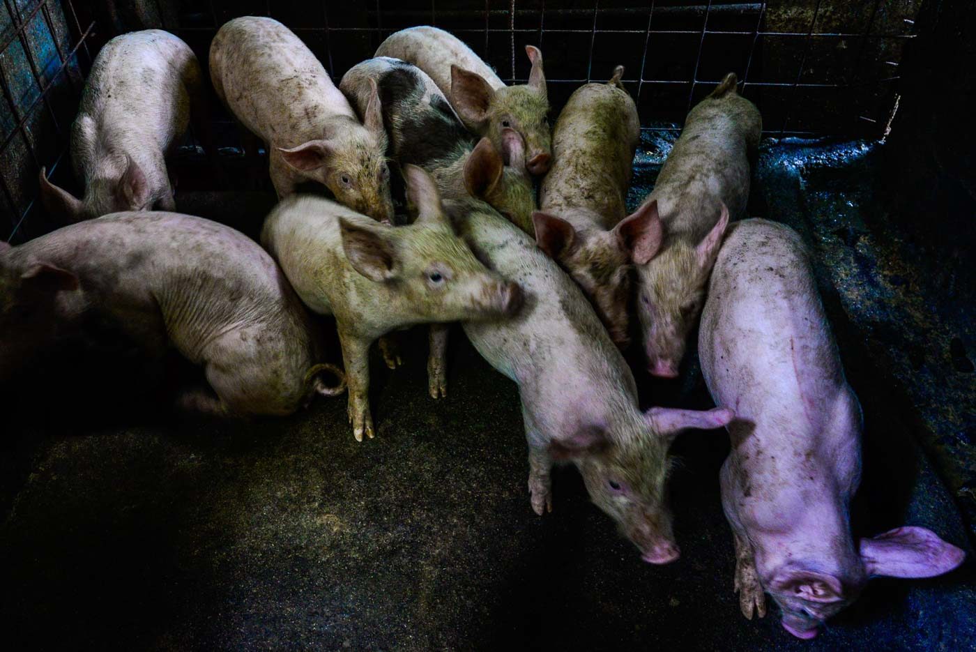 FAST FACTS: What is African swine fever?