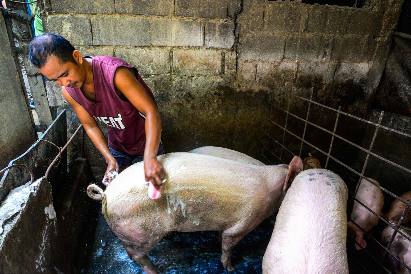 Agriculture department allots P78 million to control African swine fever