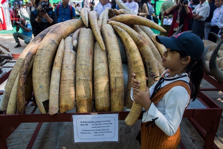 ILLEGAL TRADE. A girl holds up an elephant's ivory tusk during a ceremony held by authorities to destroy confiscated ivory and wildlife parts in Yangon, Myanmar, on March 3, 2019.  Photo by Sai Aung Main/AFP  