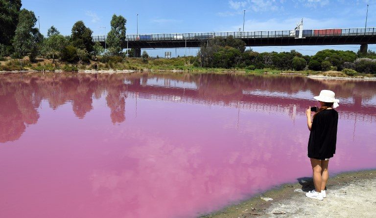 PINK LAKE. Visitors take a photo of a lake that has turned a vivid pink thanks to extreme salt levels further exacerbated by hot weather in a startling natural phenomena that resembles a toxic spill in Melbourne, Australia, on March 4, 2019. Photo by William West/AFP   