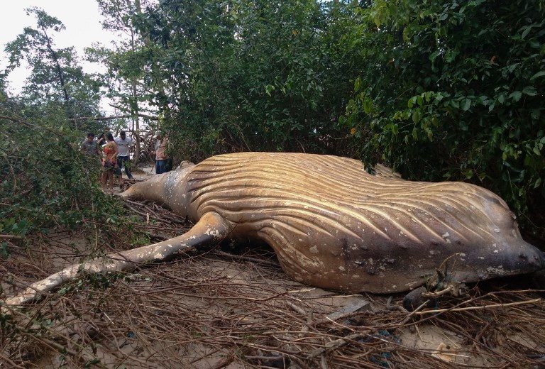 DEAD. A humpback whale is found dead amid the vegetation of Araruna beach in Soure, Marajo Island, Para State, Brazil on February 23, 2019. Photo by Acervo Instituto Bicho D'Agua/Handout/AFP  