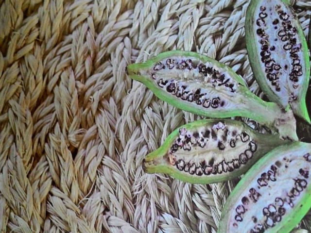 ABACA SEEDS. Most of Albay's products are made of abaca fiber. Photo from Albay abaca catalogue 