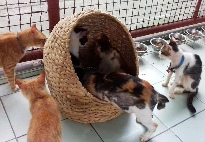 PLAYTIME. The alaga pet pod becomes a playground for PAWS rescue cats. Photo from Facebook.com/AlagaPH 