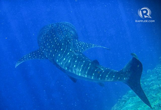 ENCOUNTER. Encountering a whale shark in an unexpected setting can be far more rewarding. Photo courtesy of Rhea Claire Madarang  