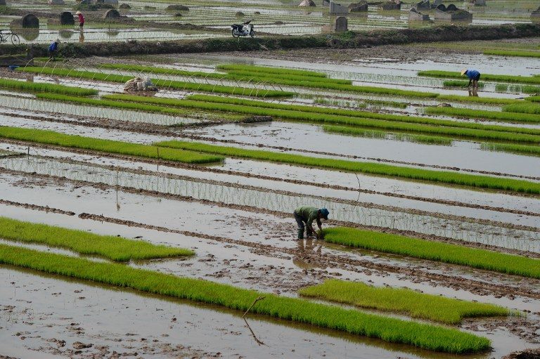 Scientists look into rice that can tolerate salty conditions