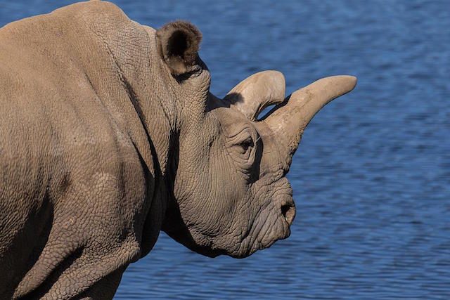 Rare white rhino dies in US