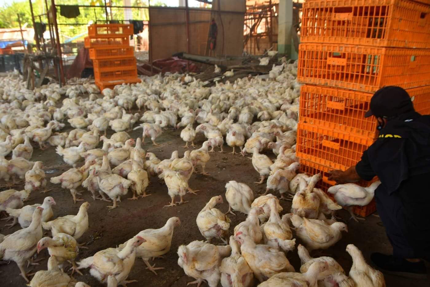 80,000 live broiler chickens distributed to quarantined residents of Sagay City