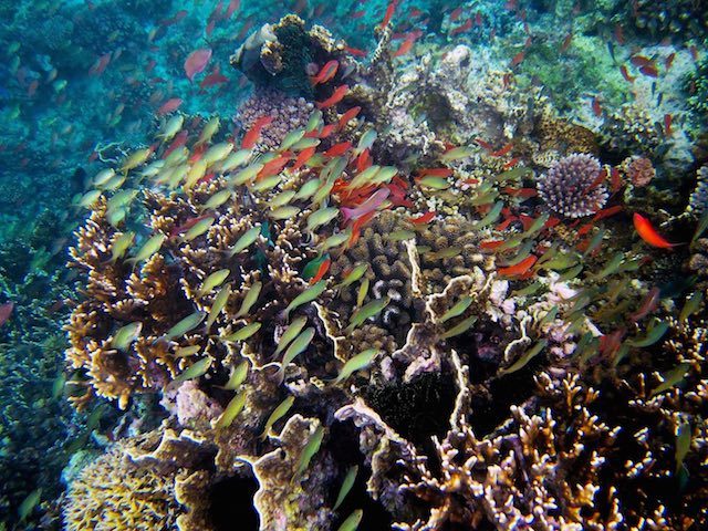 PH is marine hotspot: Verde Island Passage yields 100 new species