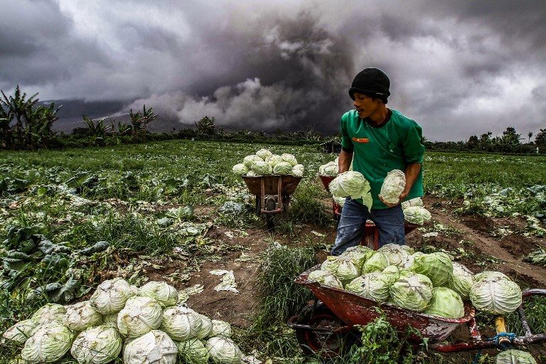 BUSINESS AS USUAL. An Indonesian farmer harvests his cabbages even as Mount Sinabung volcano erupts in the background, in Karo in North Sumatra on November 4, 2017. Photo by Ivan Damanik/AFP  
