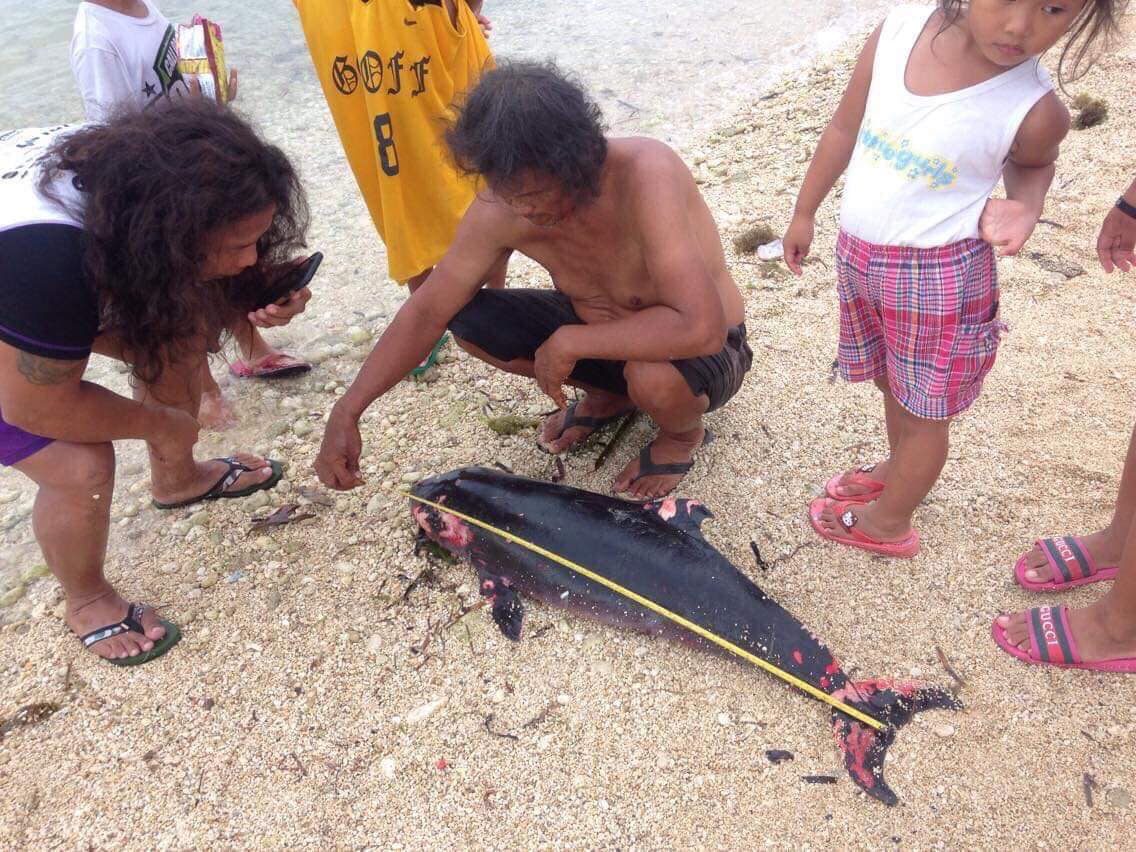 Dwarf sperm whale found dead in southern Cebu town