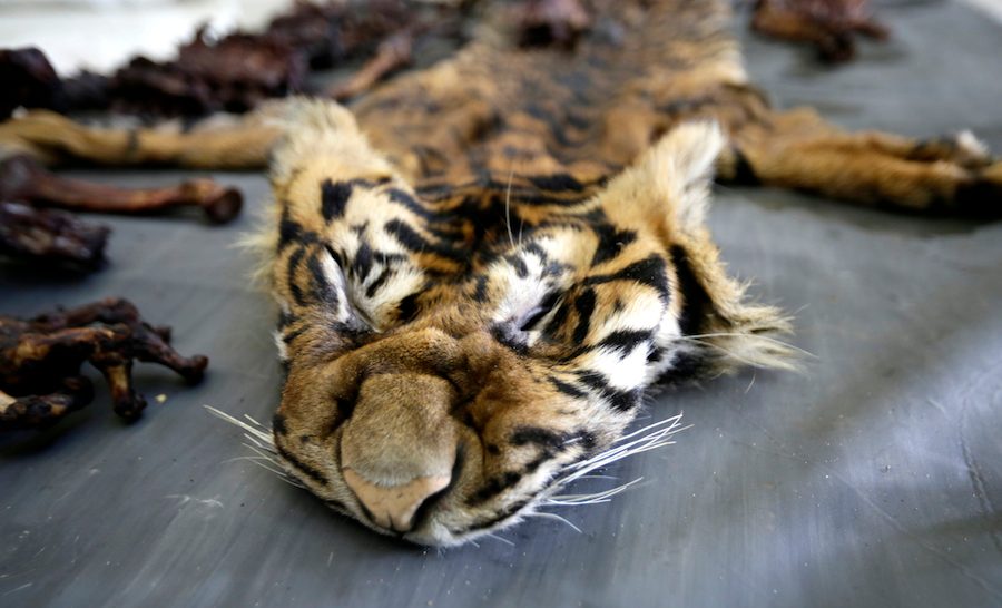 Indonesia arrests four men over Sumatran tiger killing