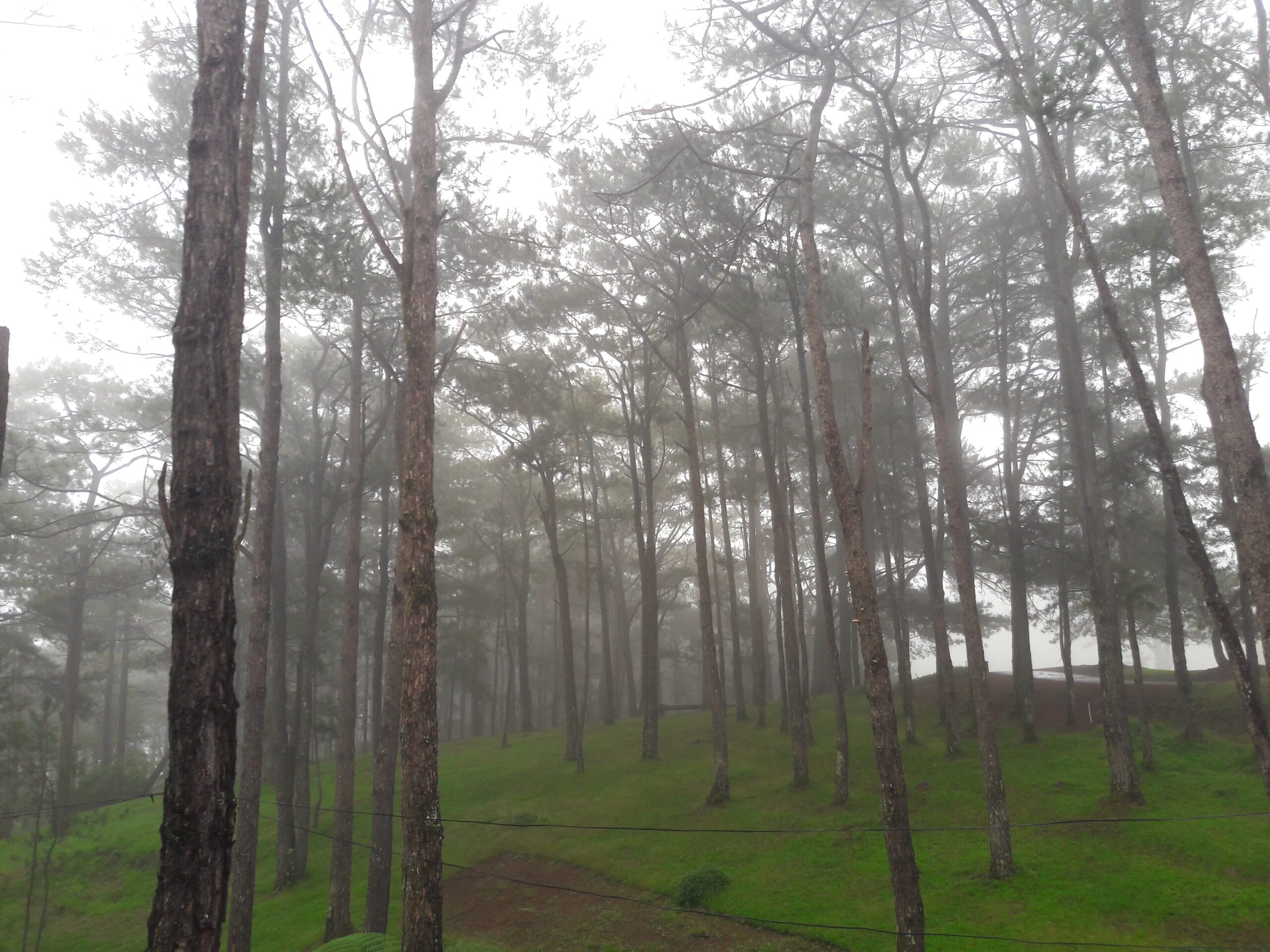 DENR chief Cimatu fears Baguio ‘may lose pine trees’