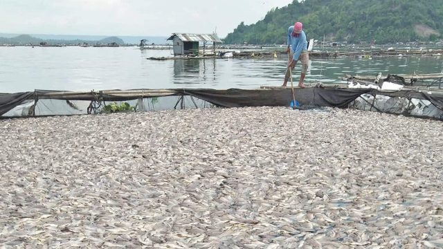 Over 600 metric tons of fish killed in Taal Lake