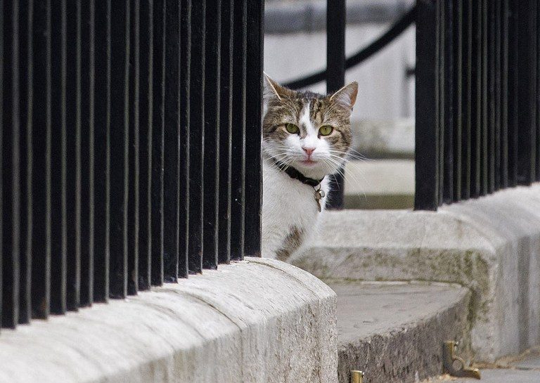 HEY THERE. Larry, cat of British Prime Minister David Cameron, sits on the step outside 10 Downing Street in London on May 9, 2015.  Justin Tallis/AFP 