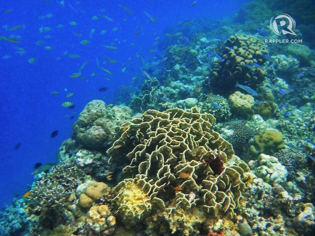 UNDERWATER COLORS. Just several meters away from White Beach is a colorful marine sanctuary. Photo by Rhea Claire Madarang 