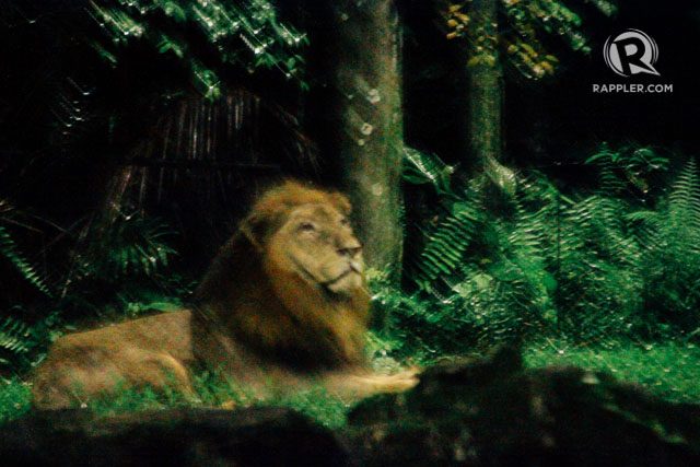 KING OF THE JUNGLE. Encounter majestic predators like this Asiatic Lion along the tram ride at the Night Safari 