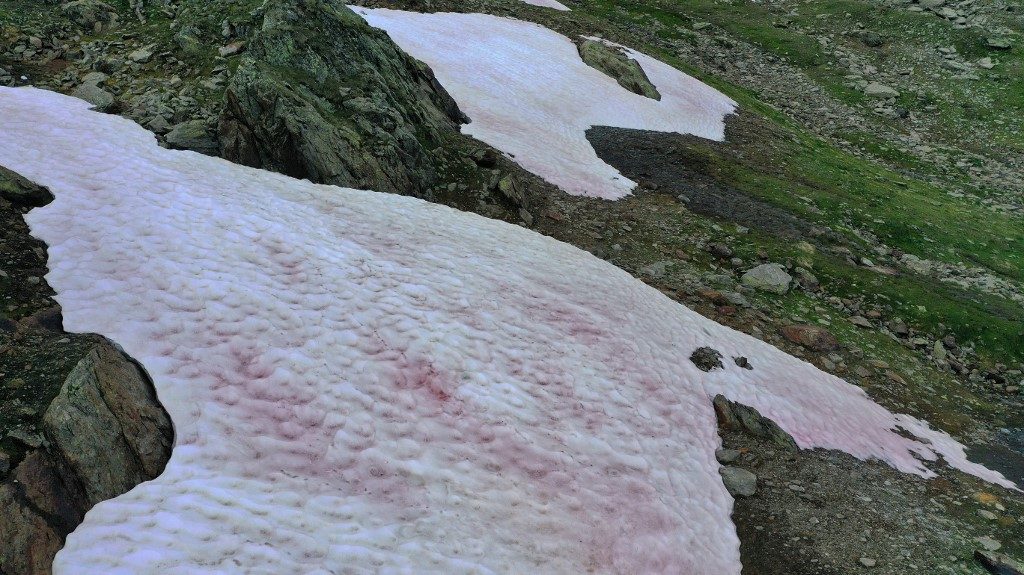 Pink ice in Italy’s Alps sparks algae probe
