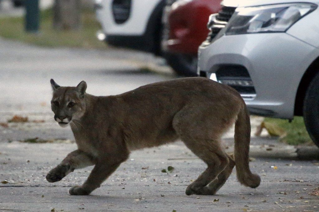BIG CAT. Picture released by Aton Chile showing an approximately one-year-old puma in the streets of Santiago on March 24, 2020. Photo by Andres Pina/AFP 