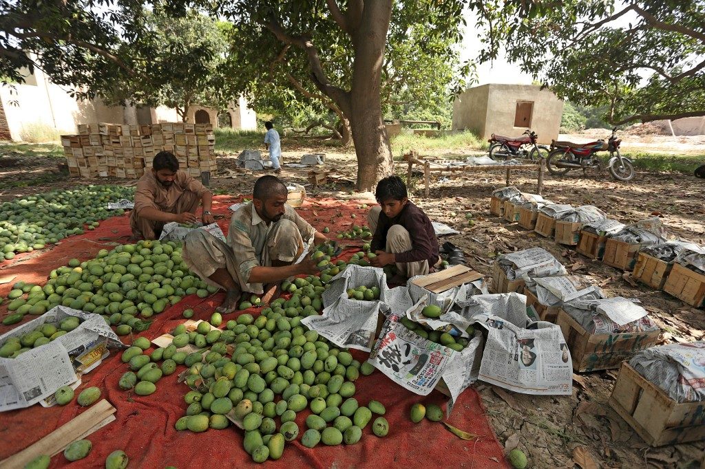 Export gloom sours Pakistan’s prized mango season