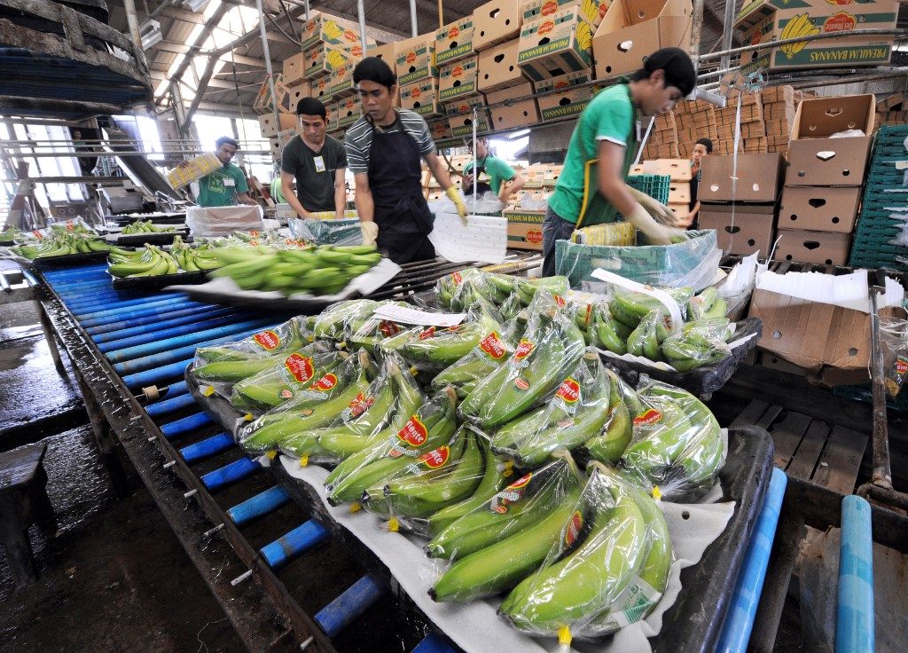 BANANA INDUSTRY. Workers pack freshly harvested bananas in Tagum, Davao del Norte, on April 22, 2008. File photo by Romeo Gacad/AFP 