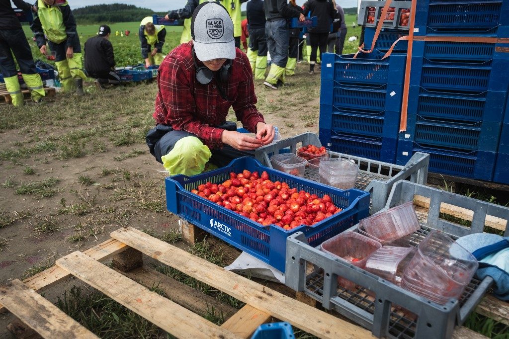 HARVEST. A young Finnish worker checks the strawberries before weighing them in Lahti, Finland, on July 2, 2020. Photo by Alessandro Rampazzo/AFP 