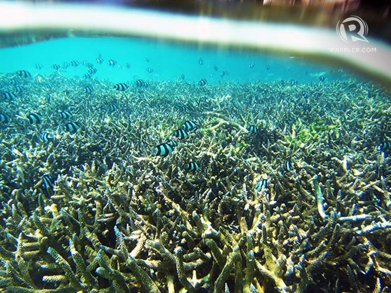 CLEAR AS DAY. Peeking underwater at Anantara 