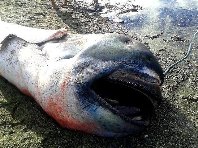 Rare megamouth shark washes ashore in Albay