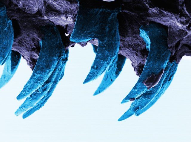 Strongest known natural material – spider silk or limpet teeth?